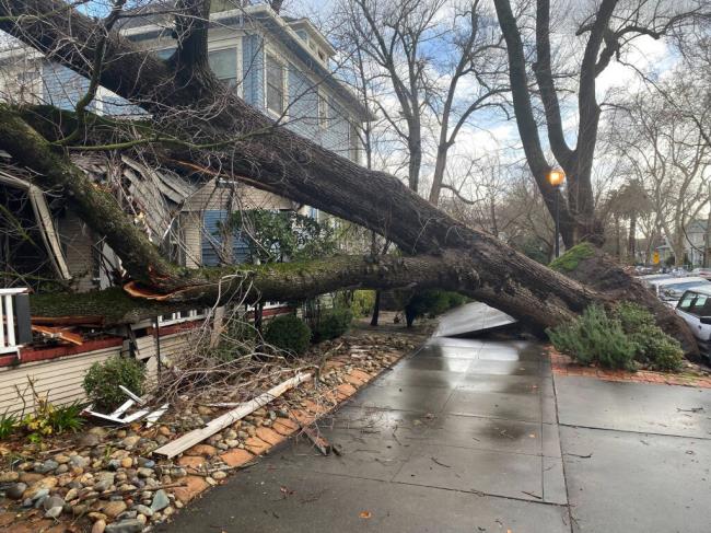 萨克拉门托标志性的树冠在风暴中变得具有破坏性
