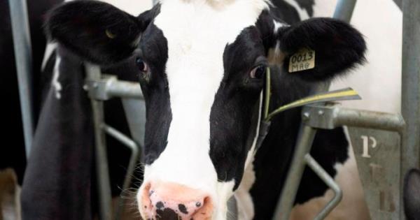 在加拿大魁北克省的一个小镇上，四头放生数月的奶牛被抓获